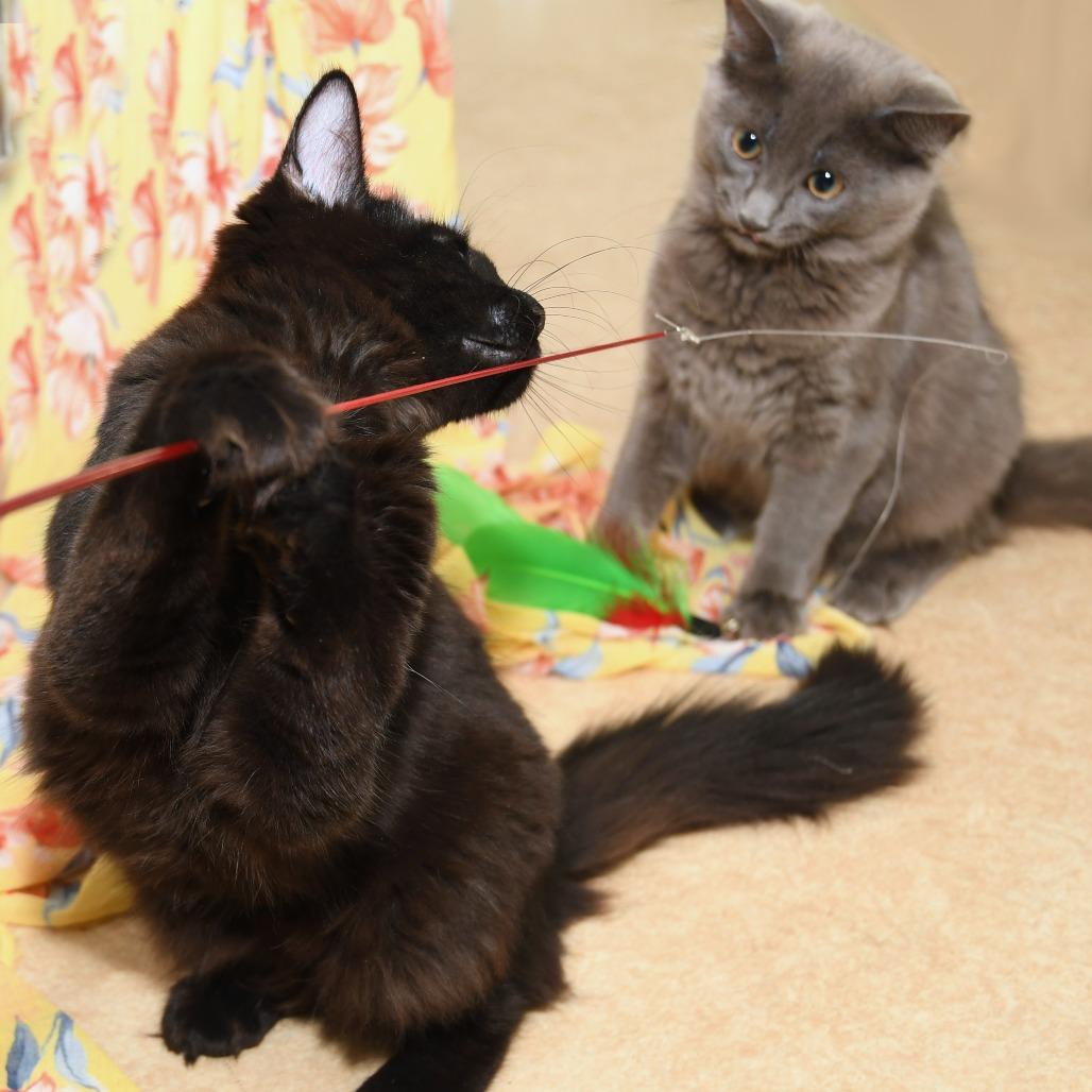 Enlarge Shoosh Three, a Adoptable Domestic Medium Hair in Natick, MA image 2/5