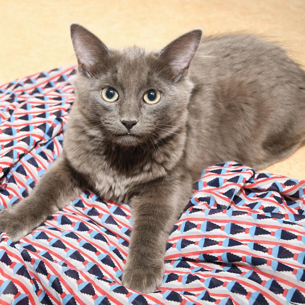 Enlarge Shoosh Three, a Adoptable Domestic Medium Hair in Natick, MA image 3/5