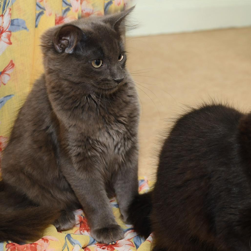 Enlarge Shoosh Three, a Adoptable Domestic Medium Hair in Natick, MA image 5/5