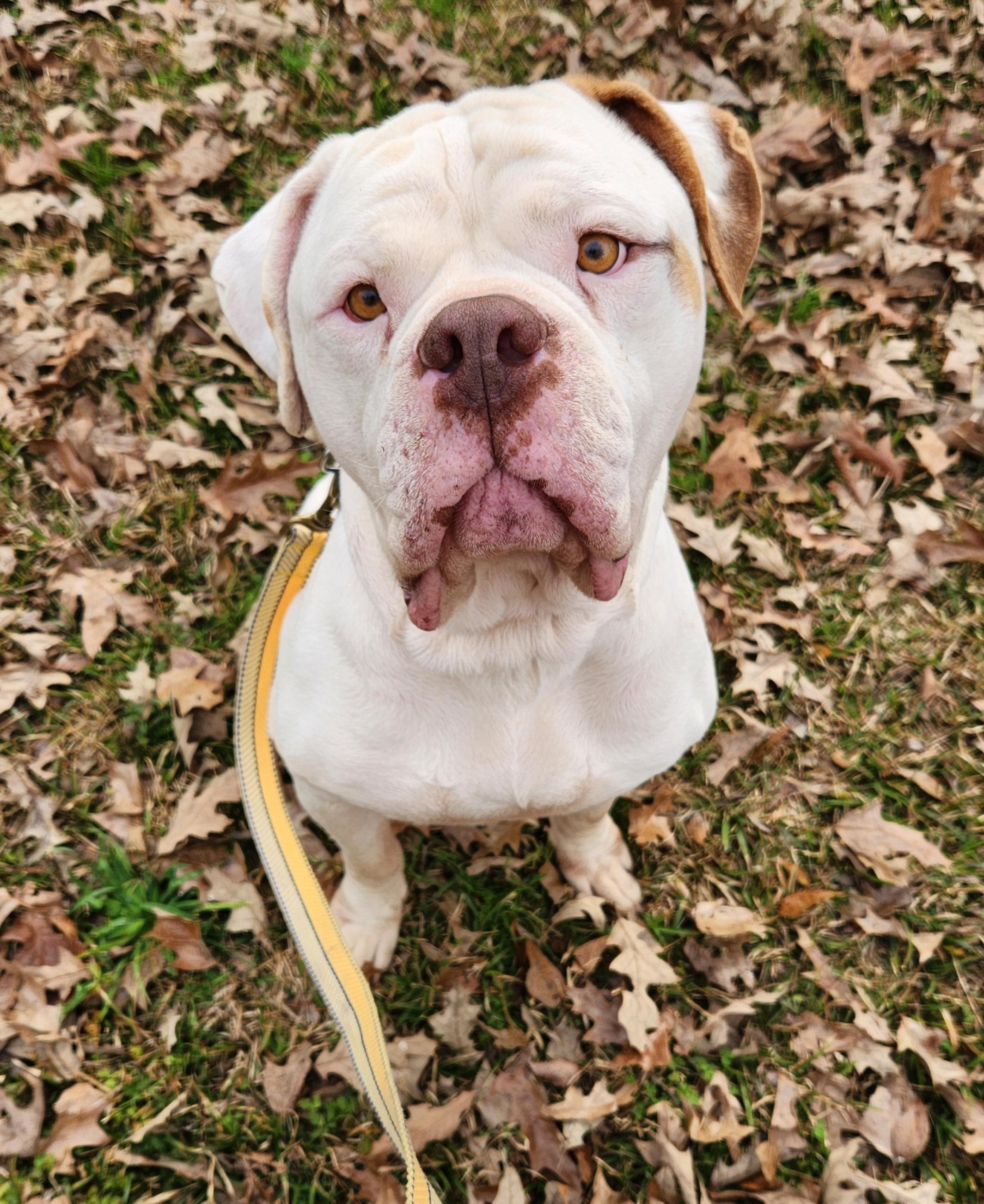 Gus, a ADOPTABLE American Bulldog in Baton Rouge, LA image 3/4