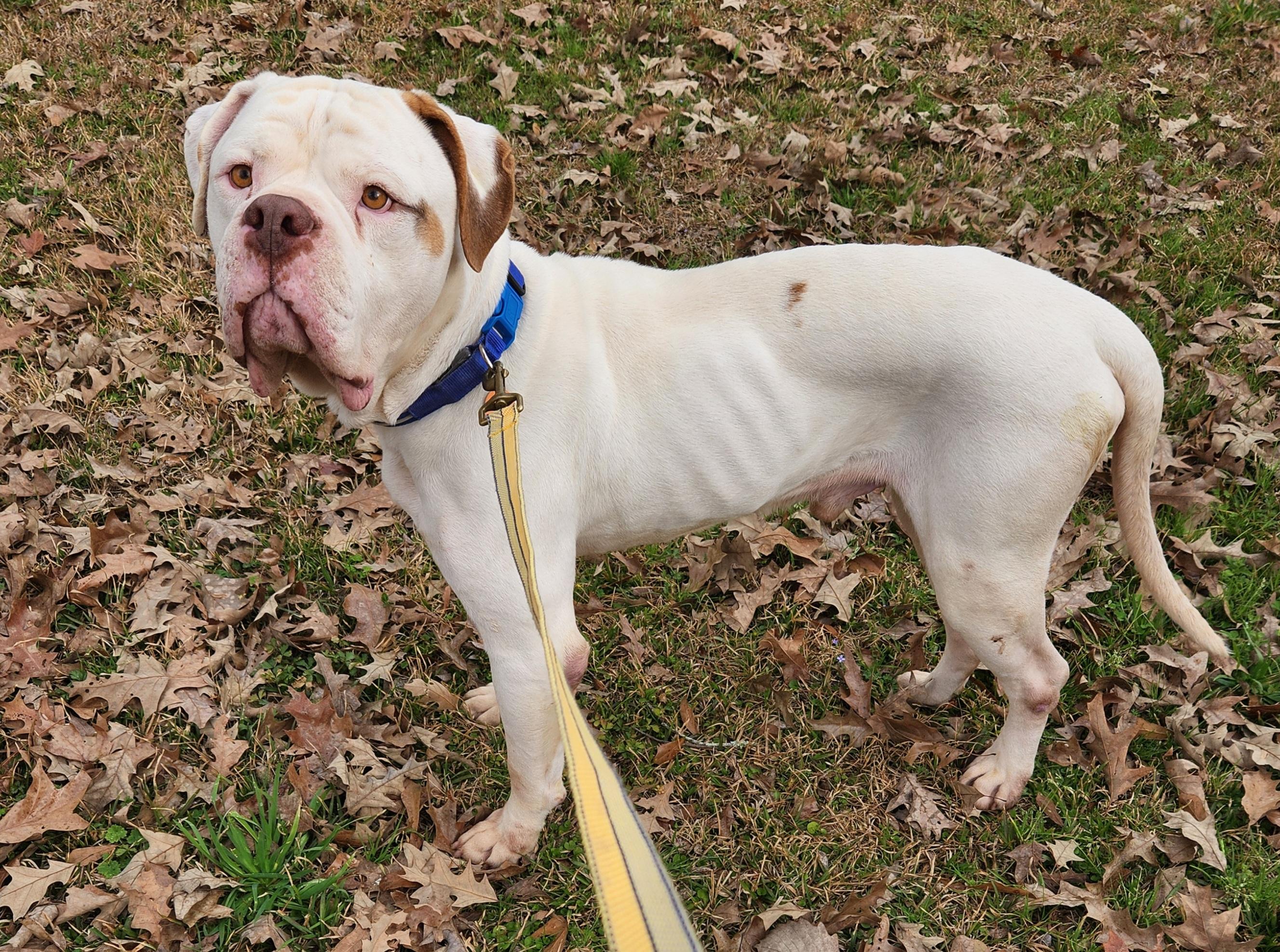 Gus, a ADOPTABLE American Bulldog in Baton Rouge, LA image 4/4