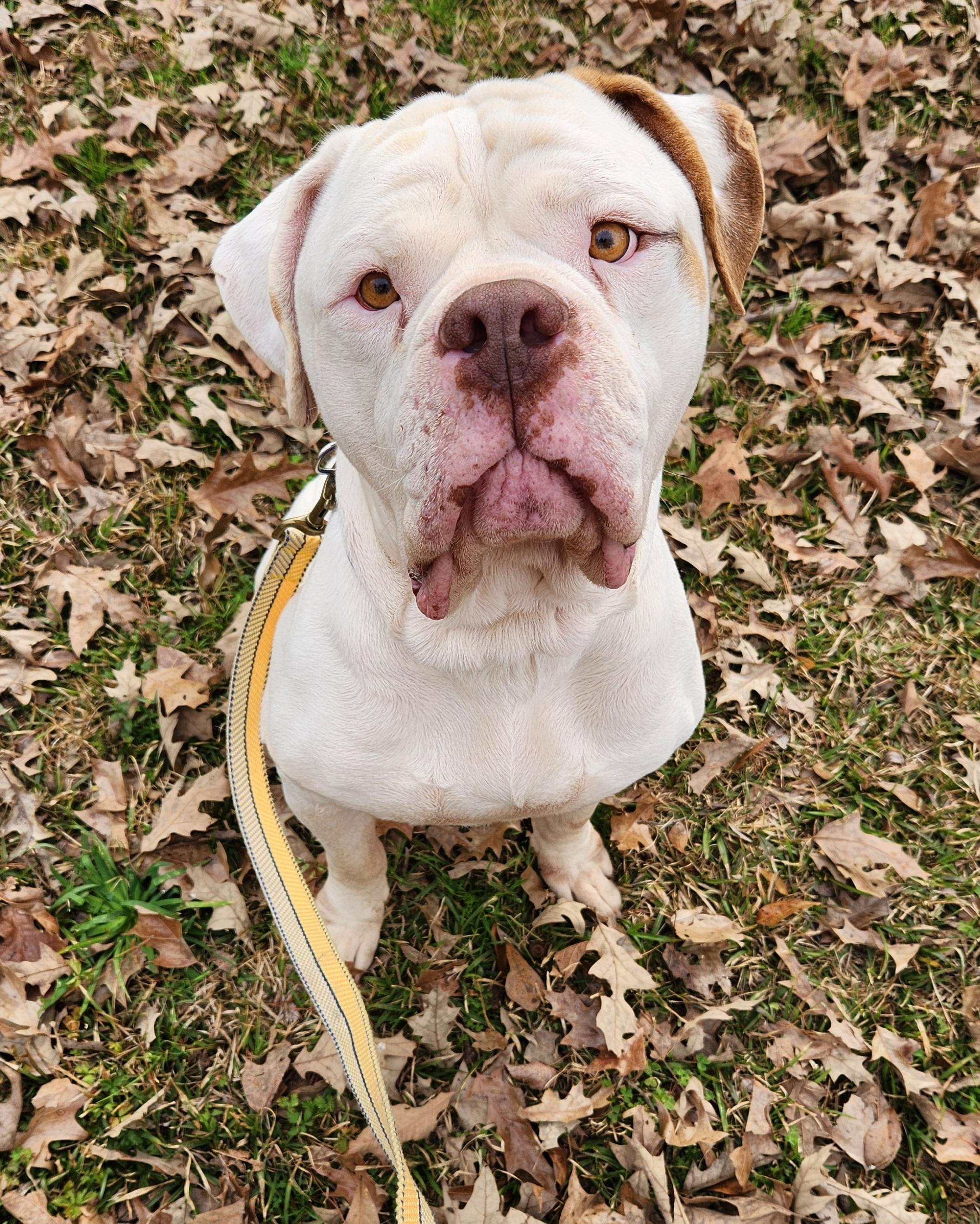 Gus, a ADOPTABLE American Bulldog in Baton Rouge, LA image 1/4