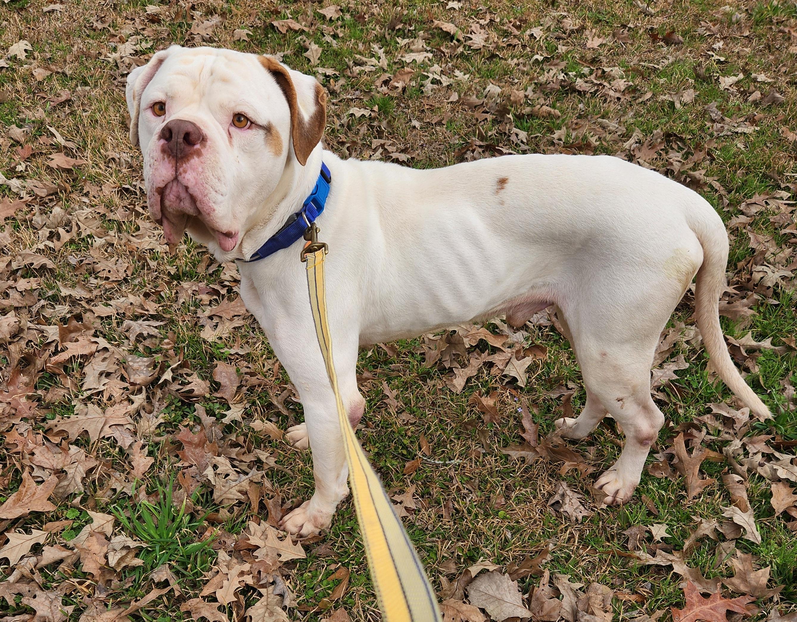 Gus, a ADOPTABLE American Bulldog in Baton Rouge, LA image 2/4