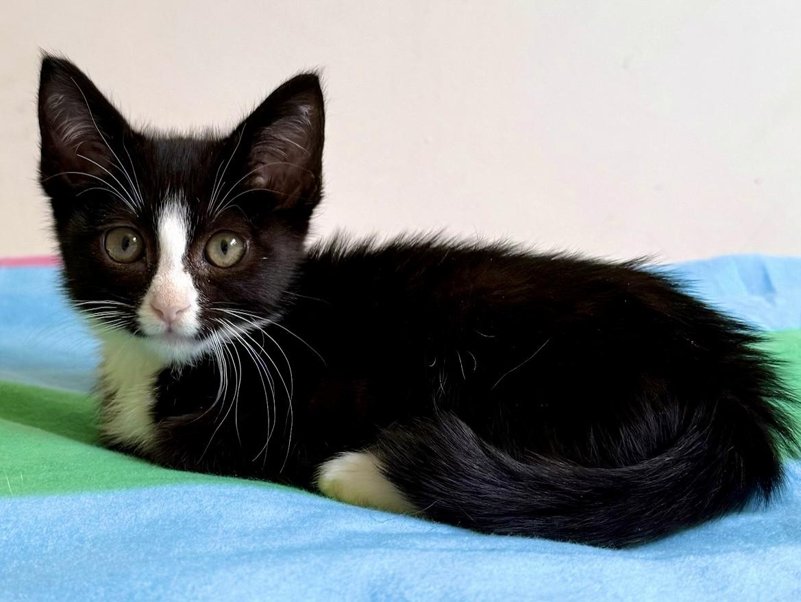 Enlarge Fletcher (M), an adopted American Shorthair in Los Angeles, CA image 1/5