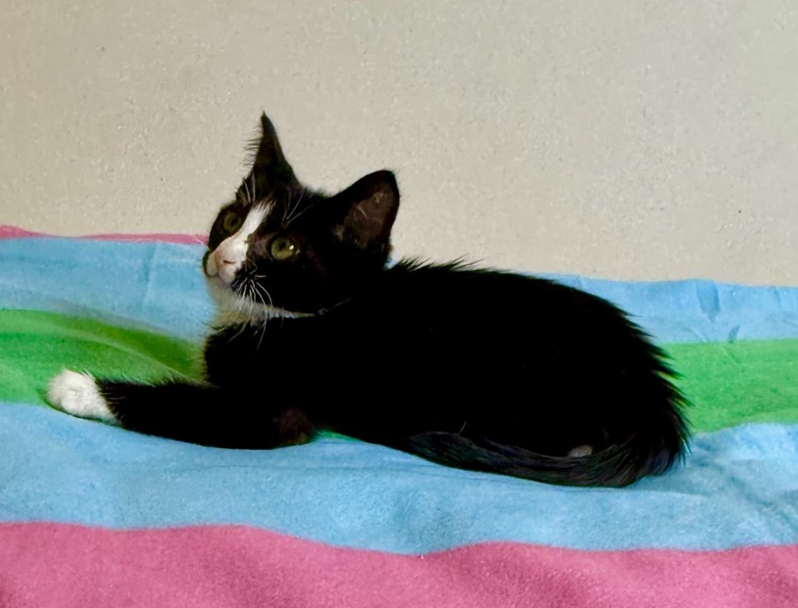 Enlarge Fletcher (M), an adopted American Shorthair in Los Angeles, CA image 3/5
