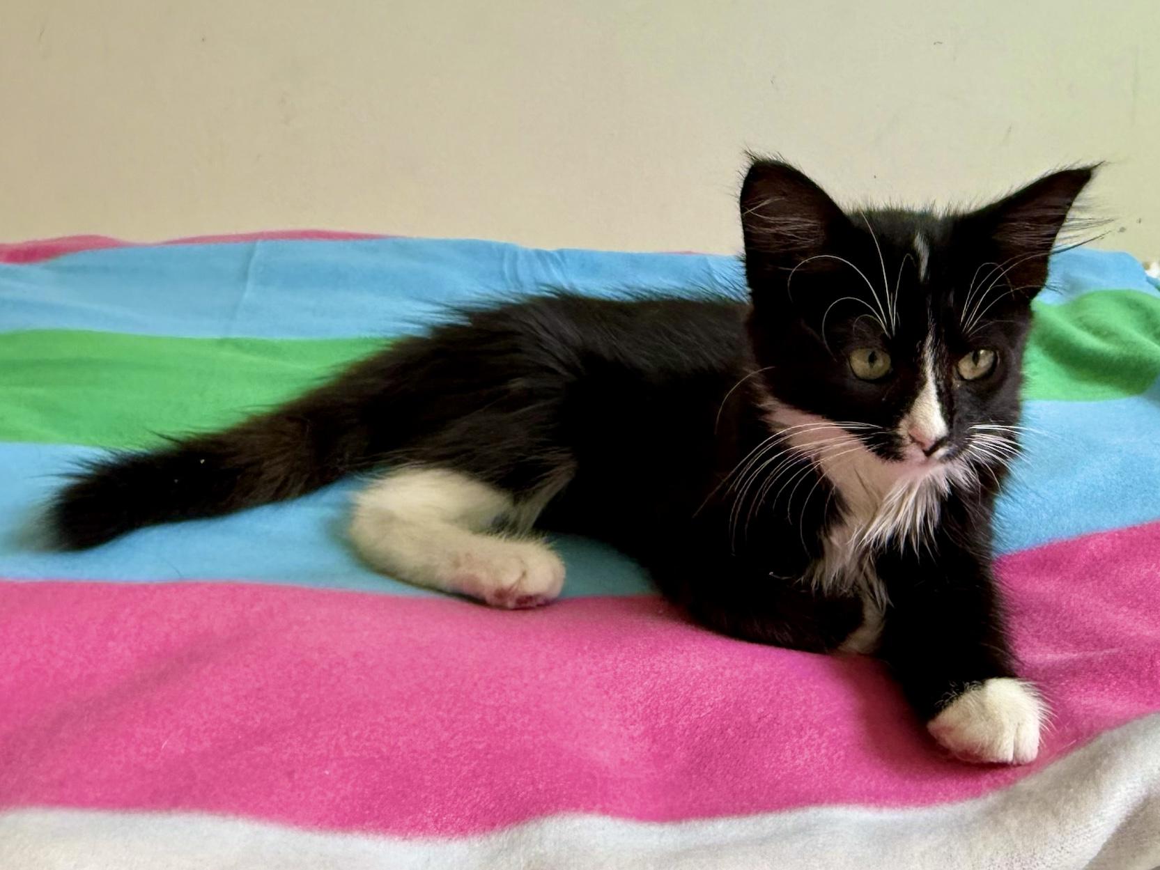 Enlarge Fletcher (M), an adopted American Shorthair in Los Angeles, CA image 4/5