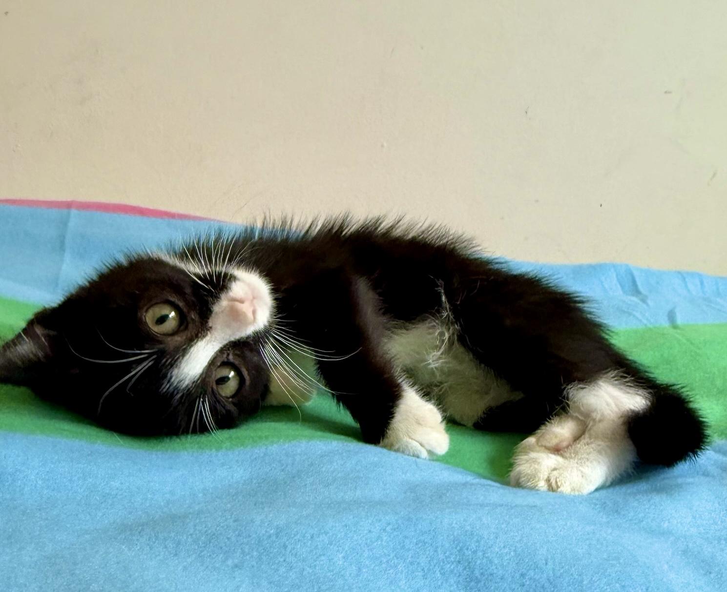 Enlarge Fletcher (M), an adopted American Shorthair in Los Angeles, CA image 5/5