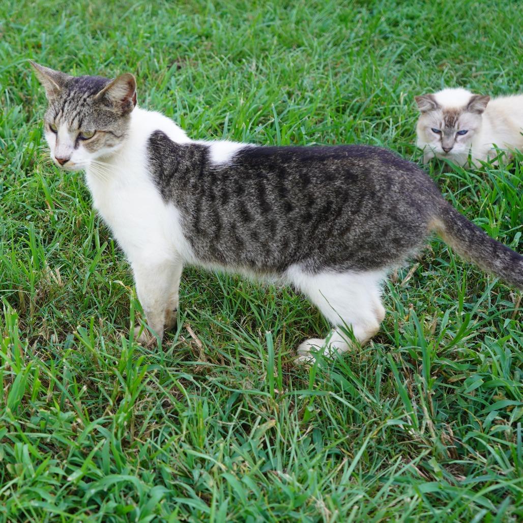 Enlarge Atticus, a Adoptable Domestic Short Hair in Nashville, GA image 1/2