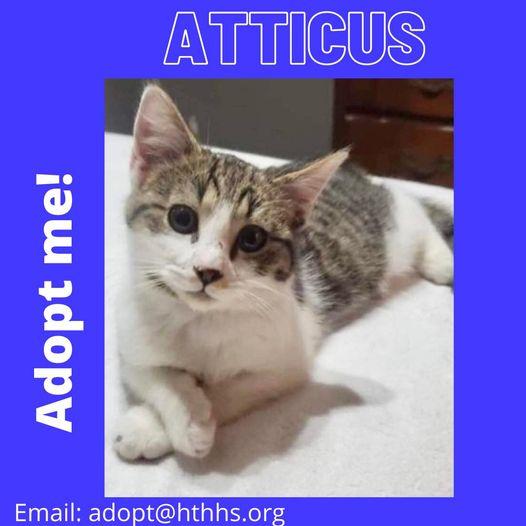 Enlarge Atticus, a Adoptable Domestic Short Hair in Nashville, GA image 2/2