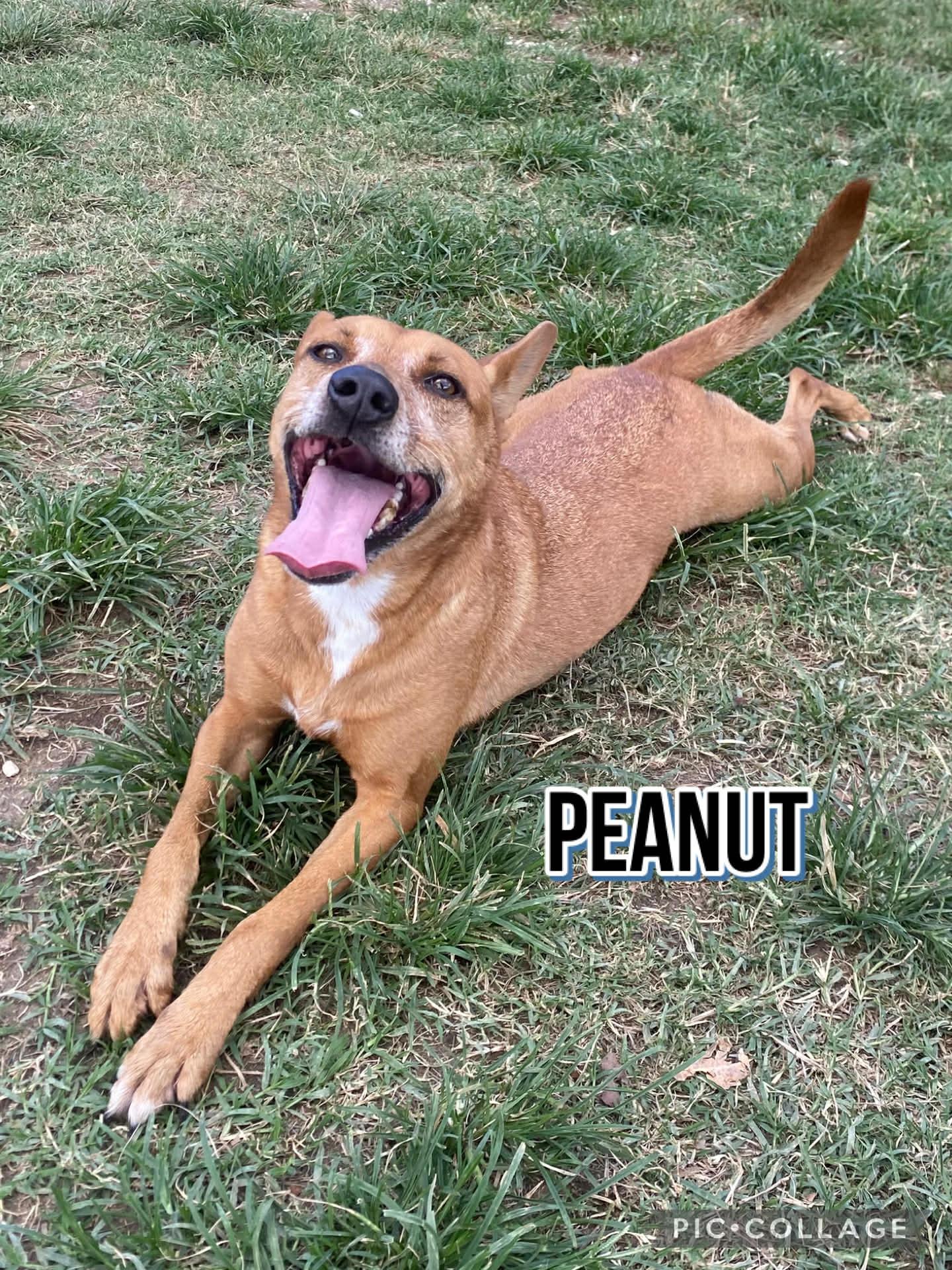 Enlarge PEANUT * Adoption Pending, a Adoptable mixed breed in Villalba, PR image 5/5