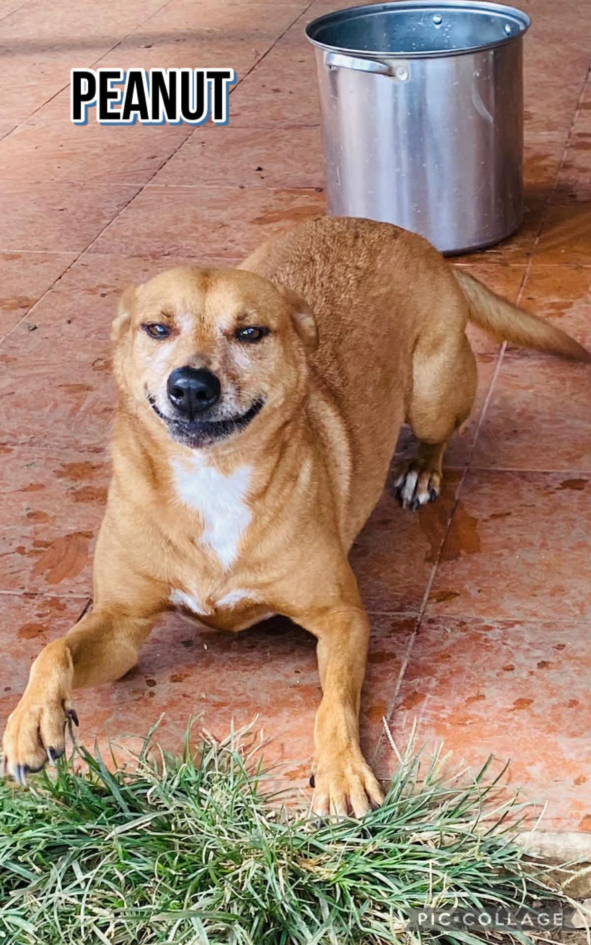 Enlarge PEANUT * Adoption Pending, a Adoptable mixed breed in Villalba, PR image 3/5