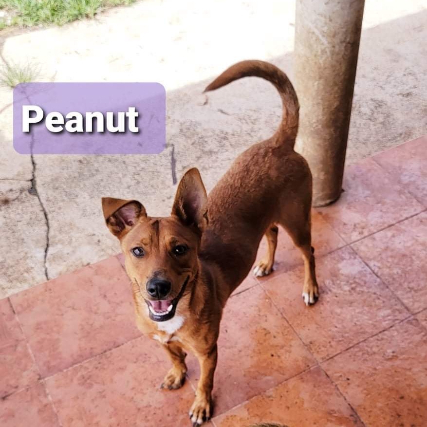PEANUT, a Adoptable mixed breed in Villalba, PR image 5/7
