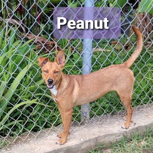 PEANUT, a Adoptable mixed breed in Villalba, PR image 1/7