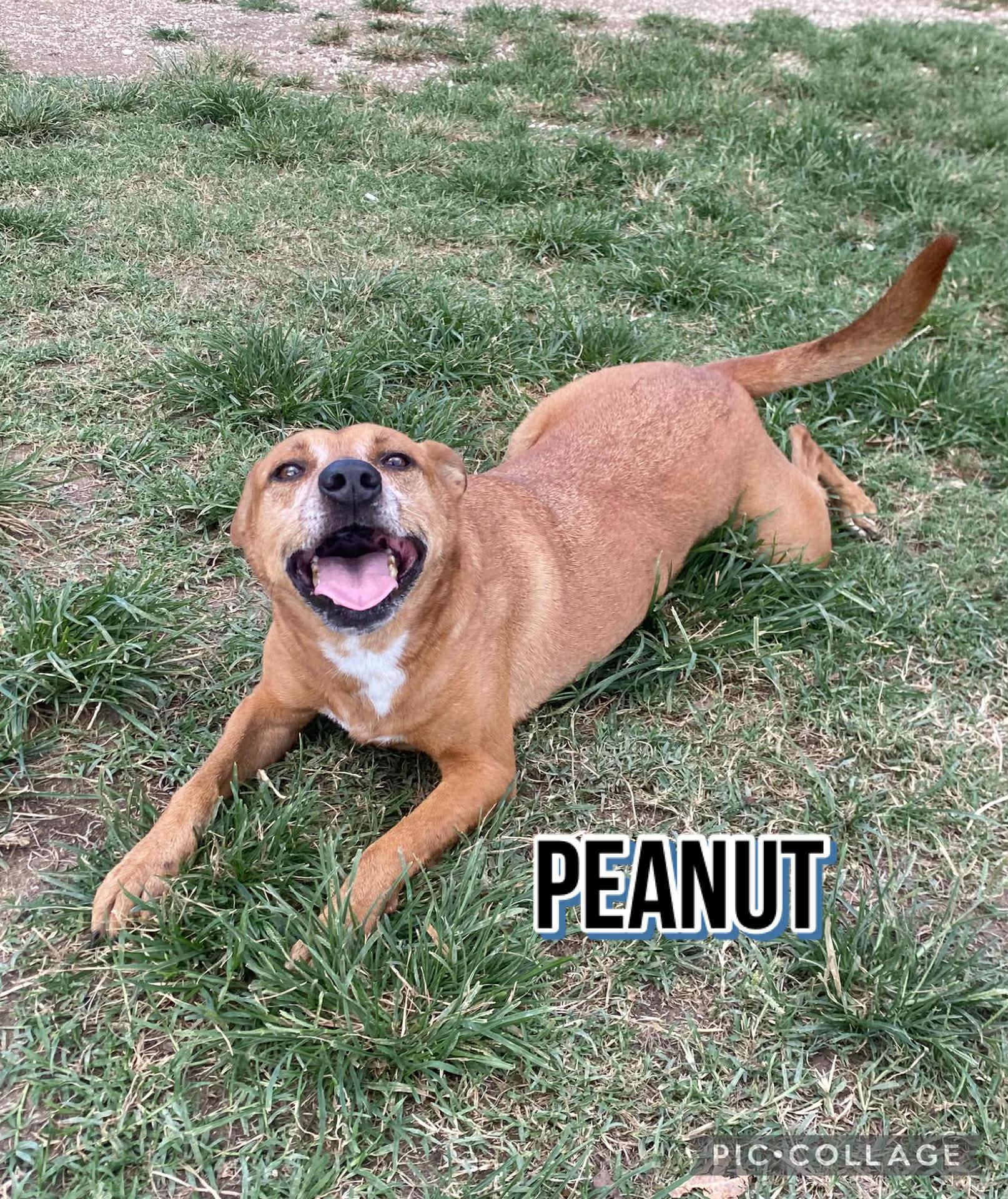 Enlarge PEANUT * Adoption Pending, a Adoptable mixed breed in Villalba, PR image 4/5