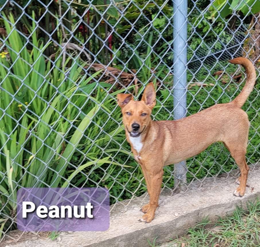 PEANUT, a Adoptable mixed breed in Villalba, PR image 6/7
