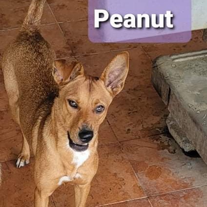 Enlarge PEANUT, a Adoptable mixed breed in Villalba, PR image 7/7