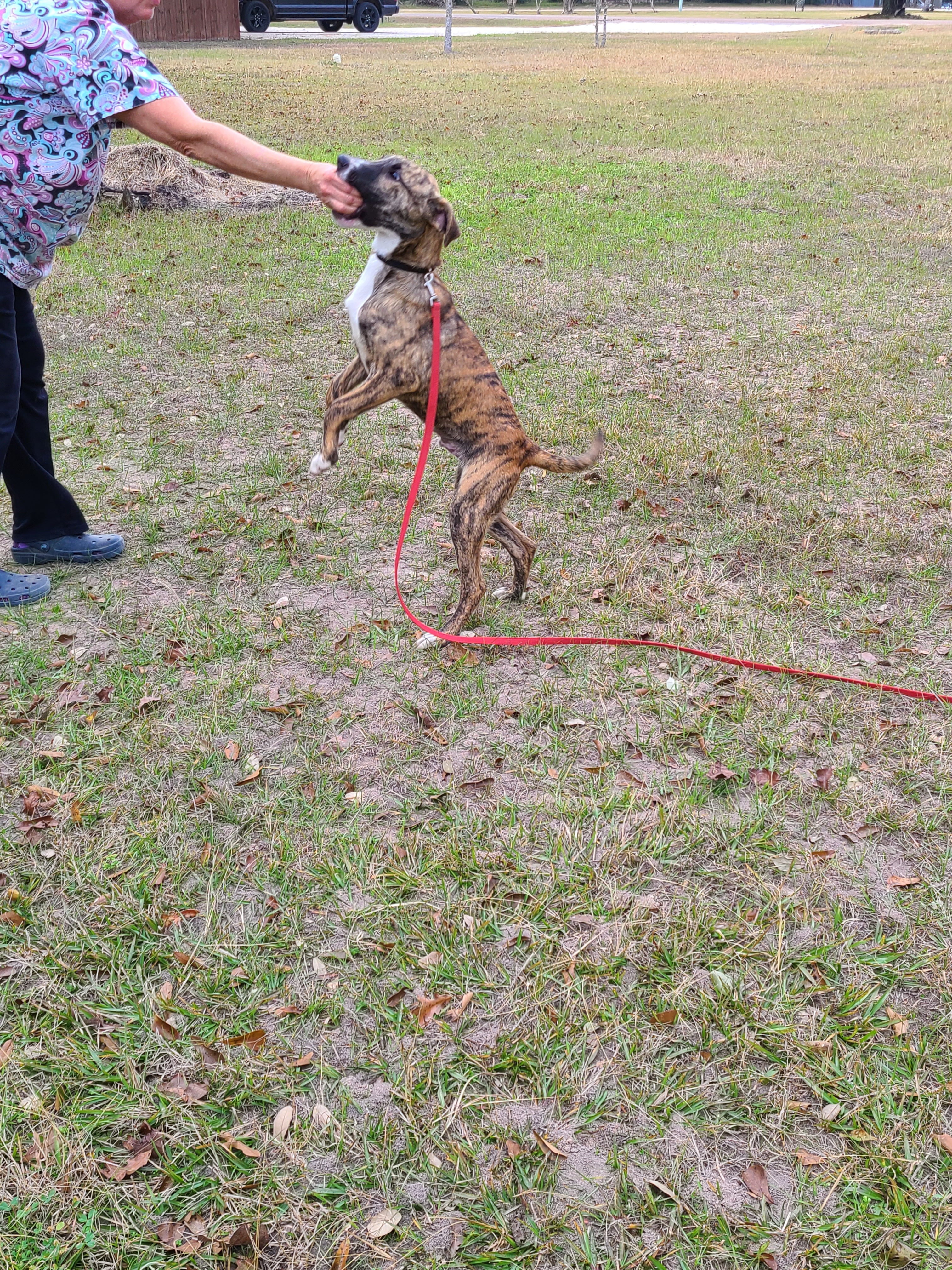 Nigel, a Adoptable mixed breed in Sheridan, TX image 1/10
