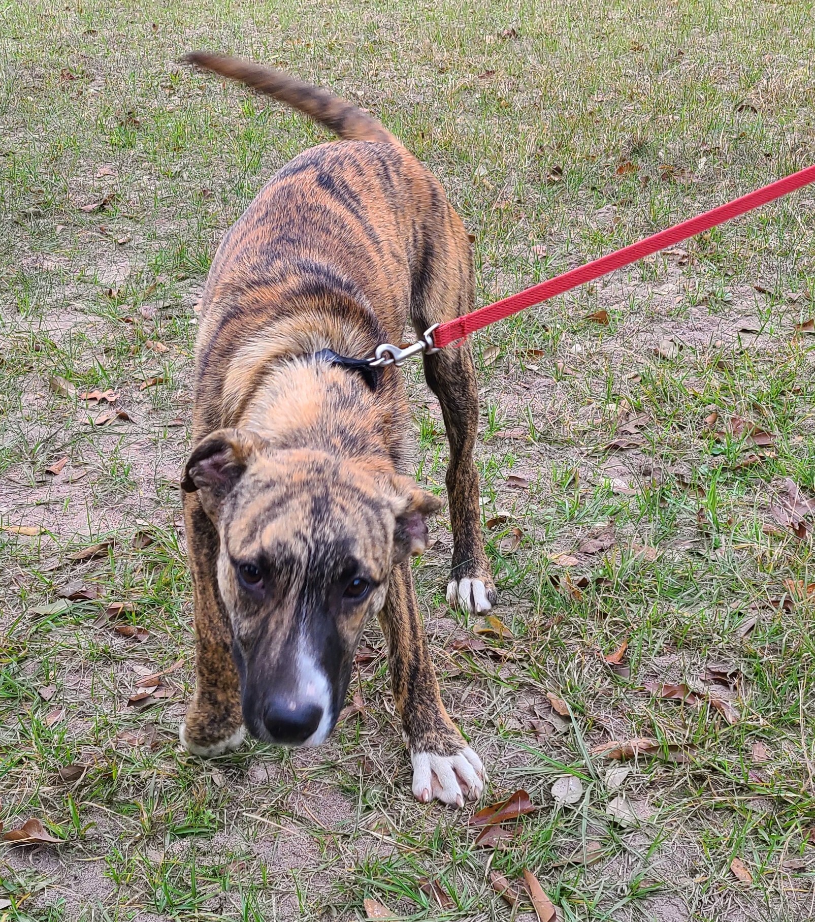 Nigel, a Adoptable mixed breed in Sheridan, TX image 2/10