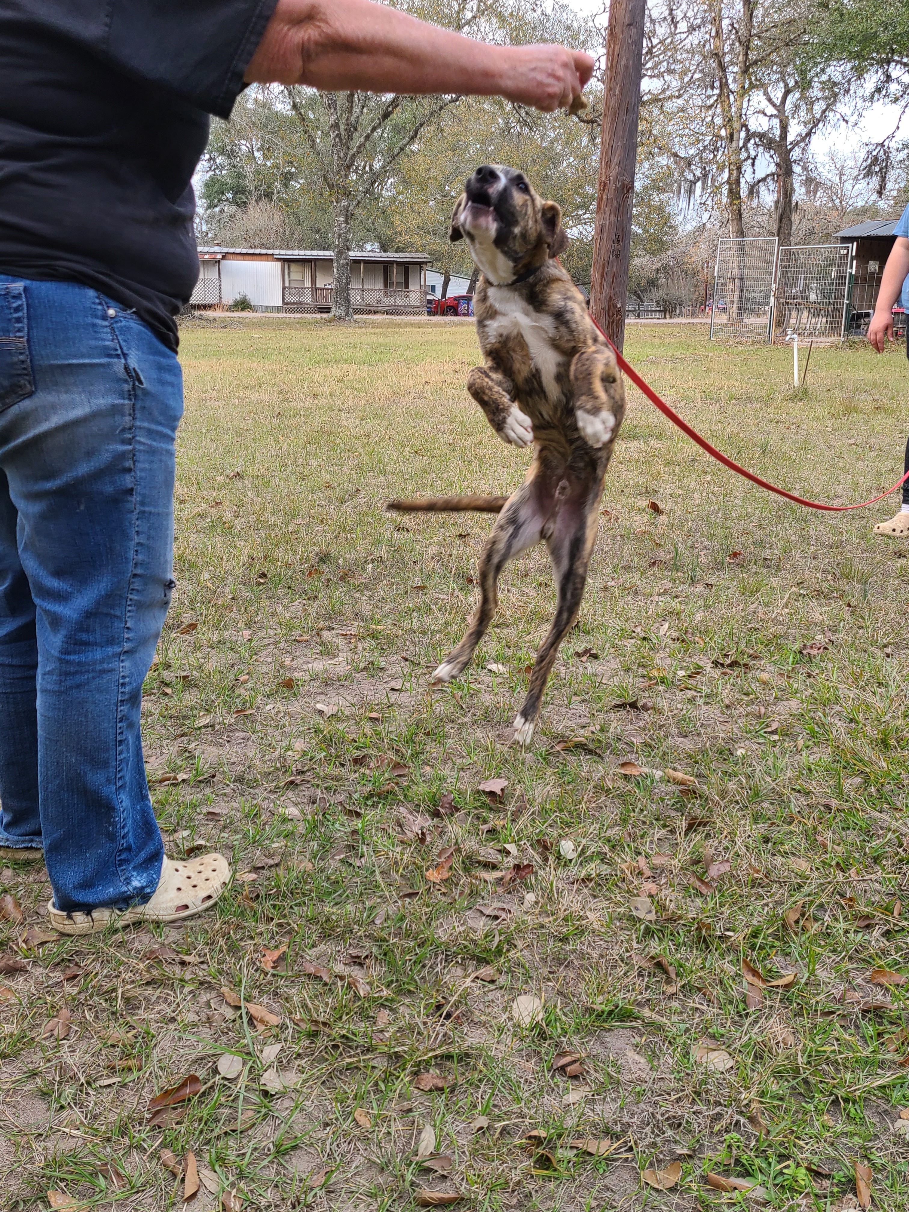 Nigel, a Adoptable mixed breed in Sheridan, TX image 3/10