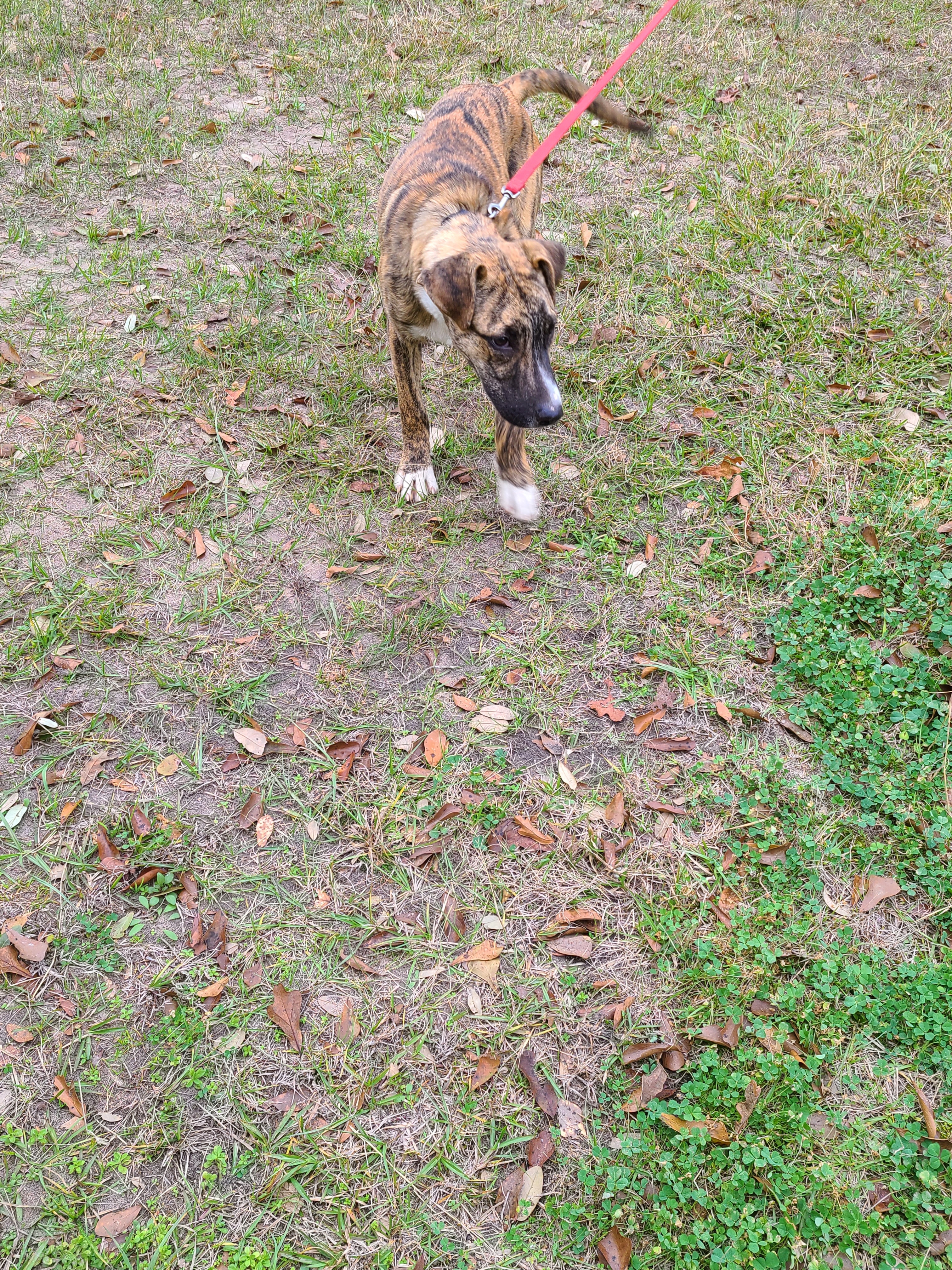 Nigel, a Adoptable mixed breed in Sheridan, TX image 4/10