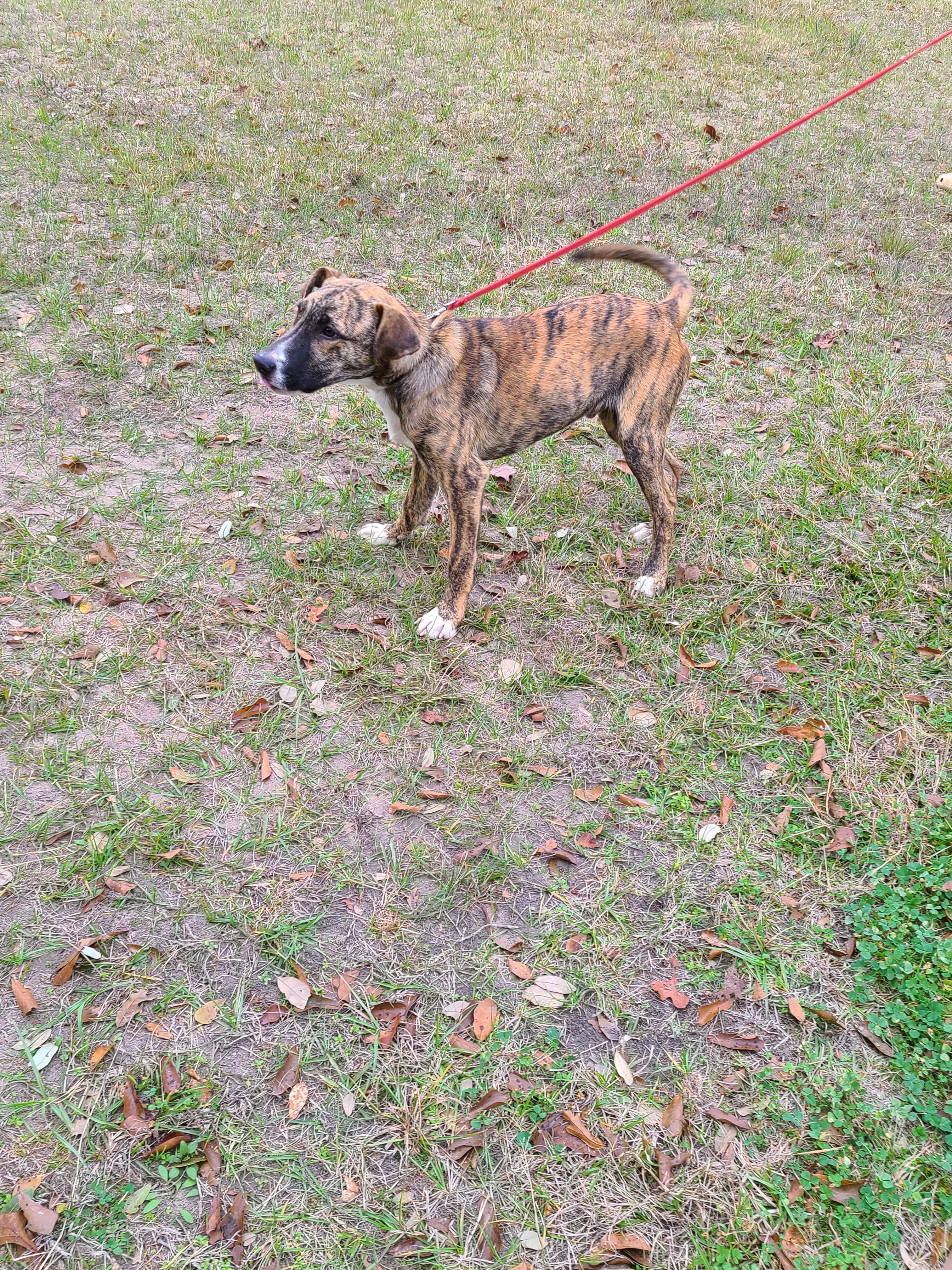 Nigel, a Adoptable mixed breed in Sheridan, TX image 5/10