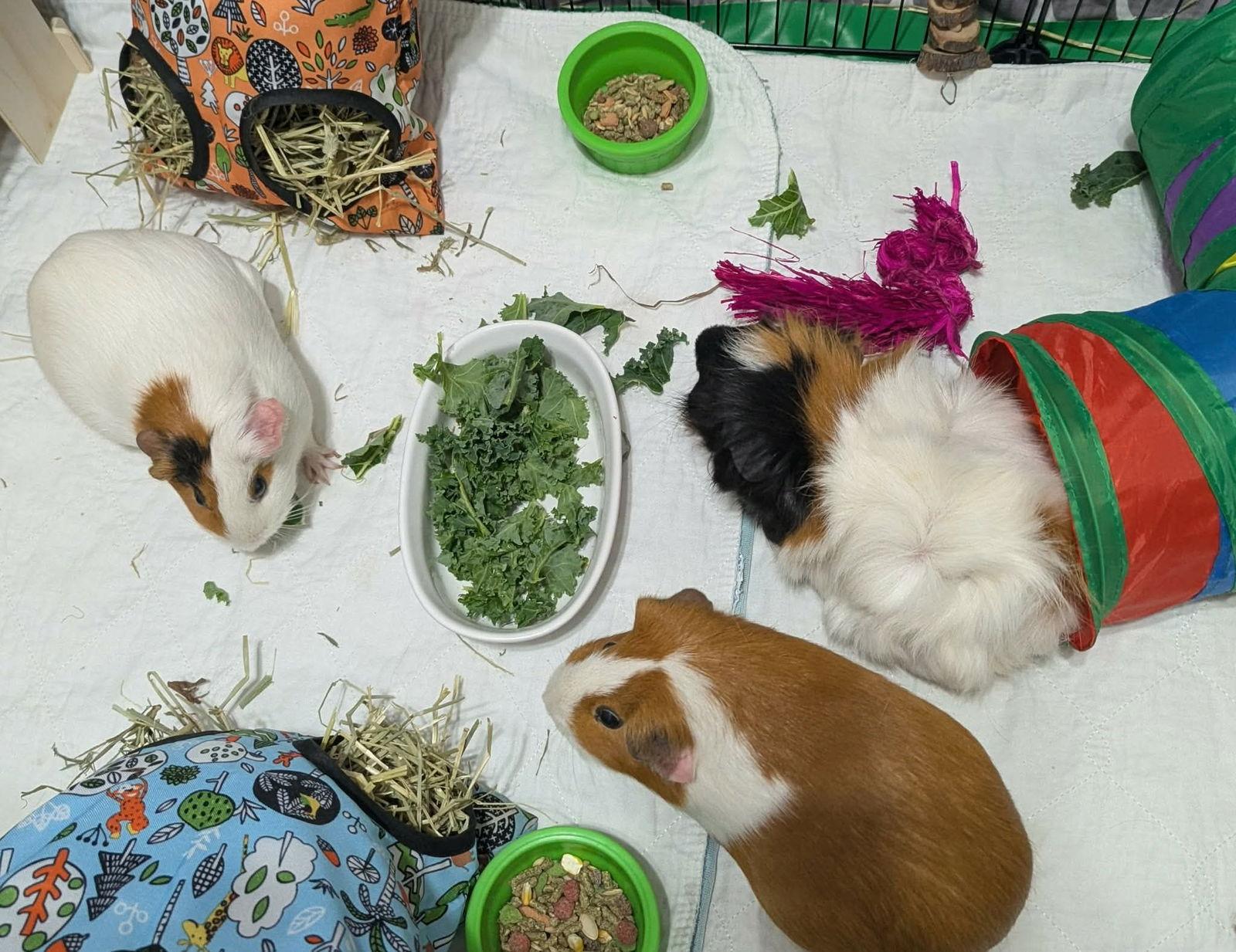 Enlarge 3 Little Piggies, a Adoptable Guinea Pig in Mount Pleasant, SC image 1/3