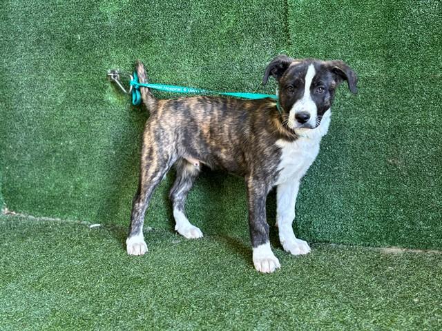 CHASE, Adoptable, Young Male Plott Hound & Mixed Breed.