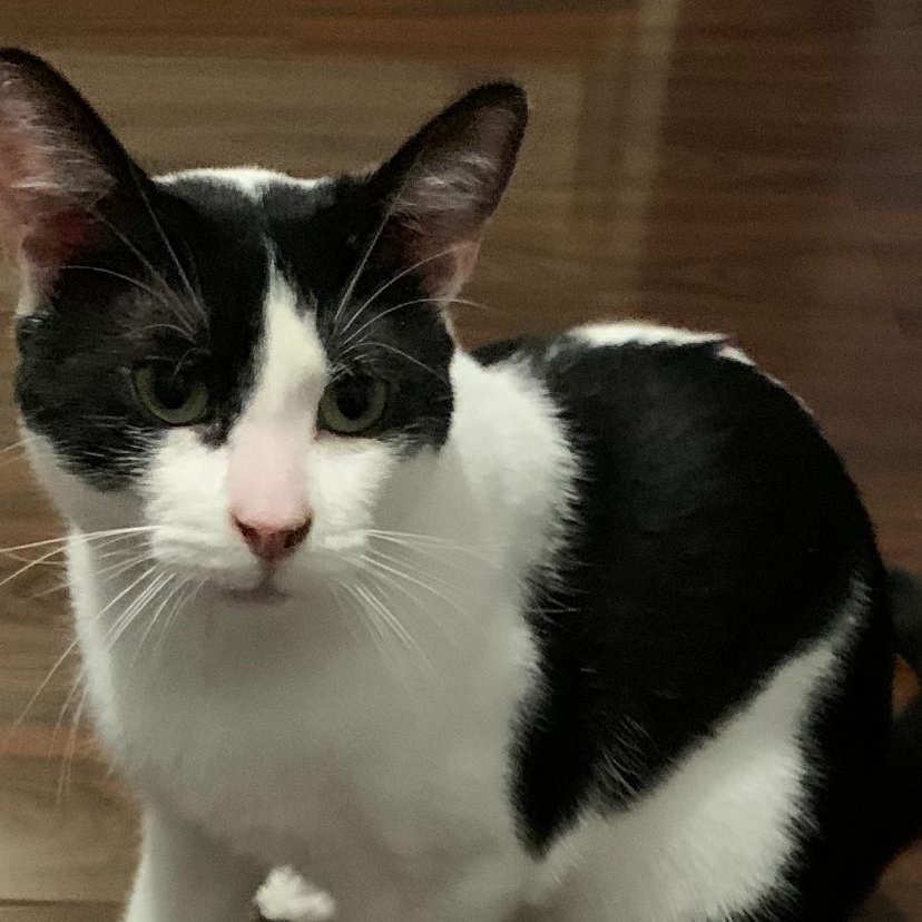 Bobby, ADOPTABLE, Adult Male Domestic Medium Hair.