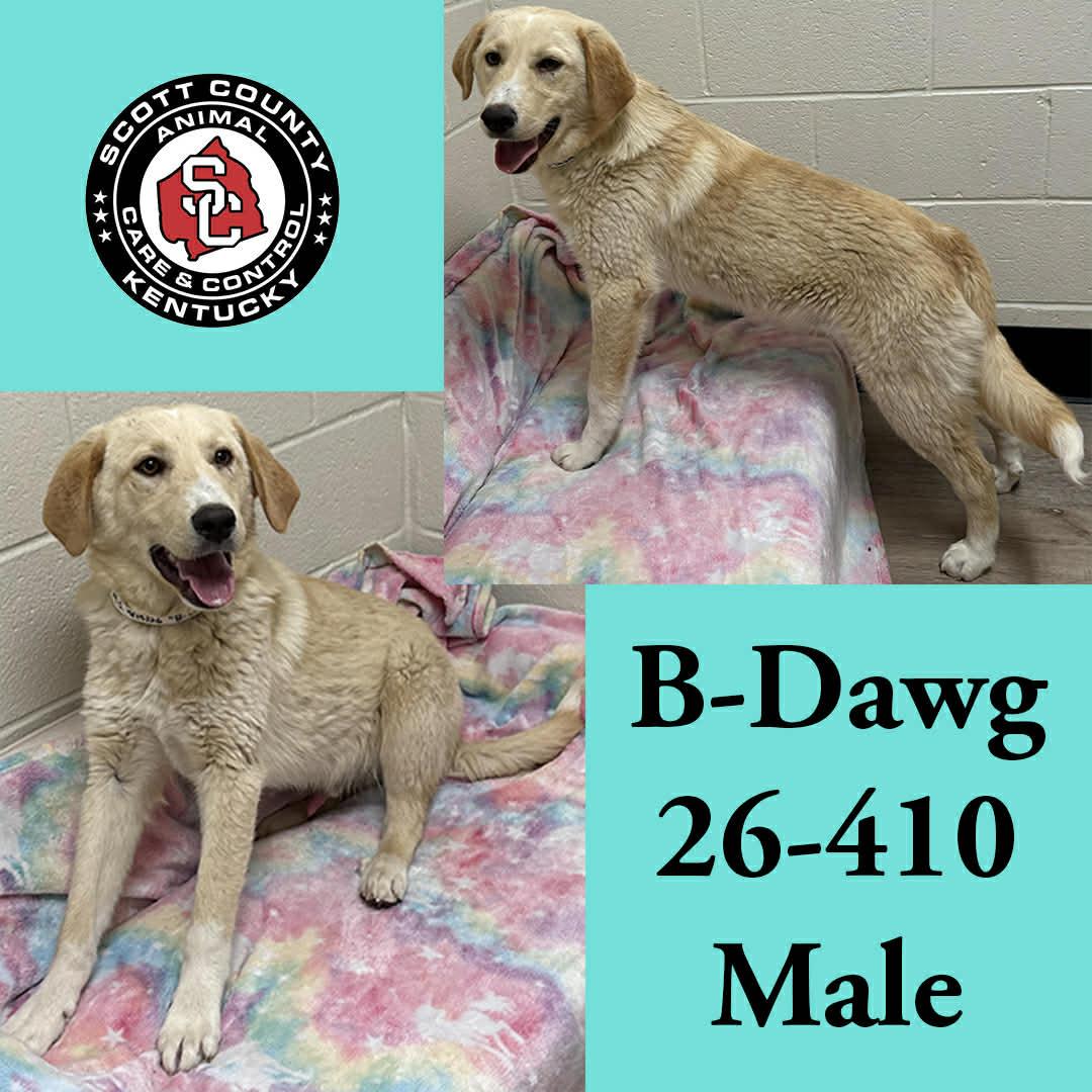 B-Dawg, Adopted, Young Male Labrador Retriever.