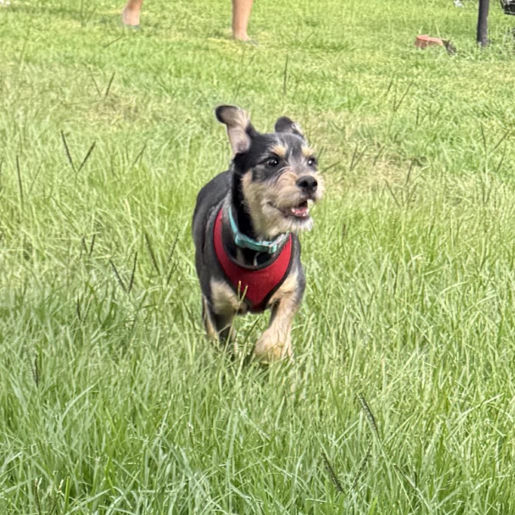 Enlarge Sunny Boy (Benefactor Puppy), a Adoptable Schnauzer in New Orleans, LA image 4/6