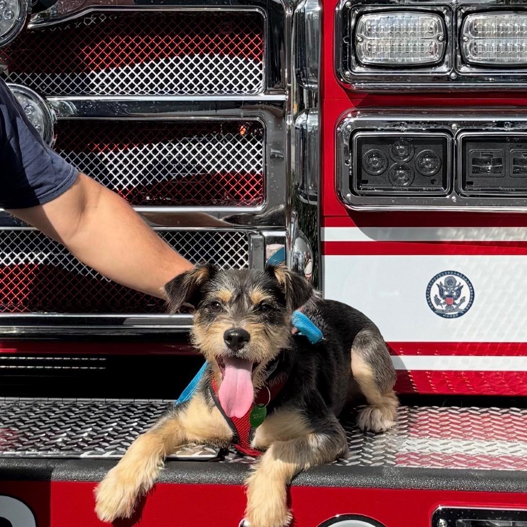 Enlarge Sunny Boy (Benefactor Puppy), a Adoptable Schnauzer in New Orleans, LA image 2/6