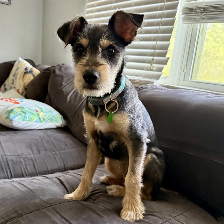 Sunny Boy (Benefactor Puppy), Adoptable, Young Male Schnauzer.