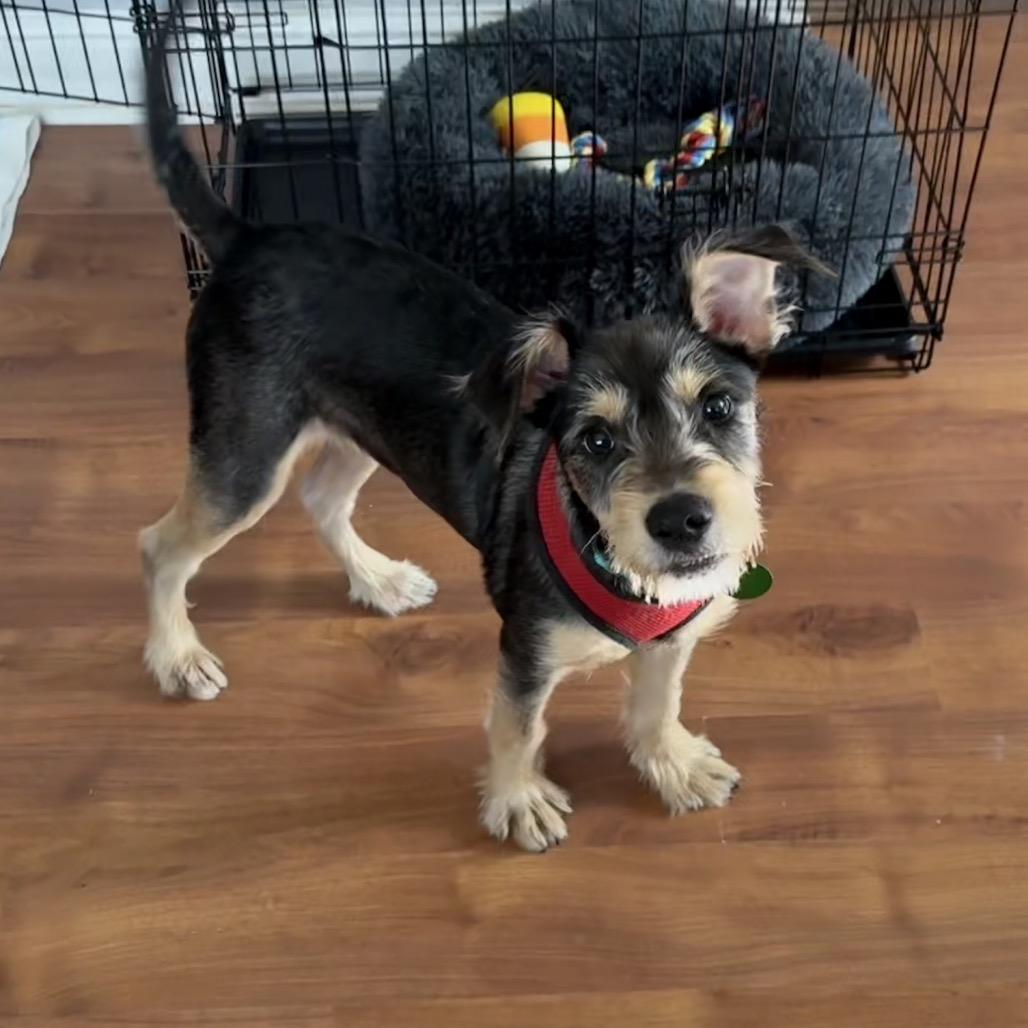 Enlarge Sunny Boy (Benefactor Puppy), a Adoptable Schnauzer in New Orleans, LA image 3/6
