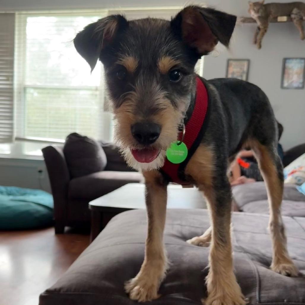 Enlarge Sunny Boy (Benefactor Puppy), a Adoptable Schnauzer in New Orleans, LA image 5/6