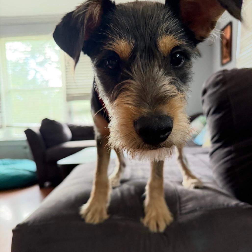 Enlarge Sunny Boy (Benefactor Puppy), a Adoptable Schnauzer in New Orleans, LA image 6/6