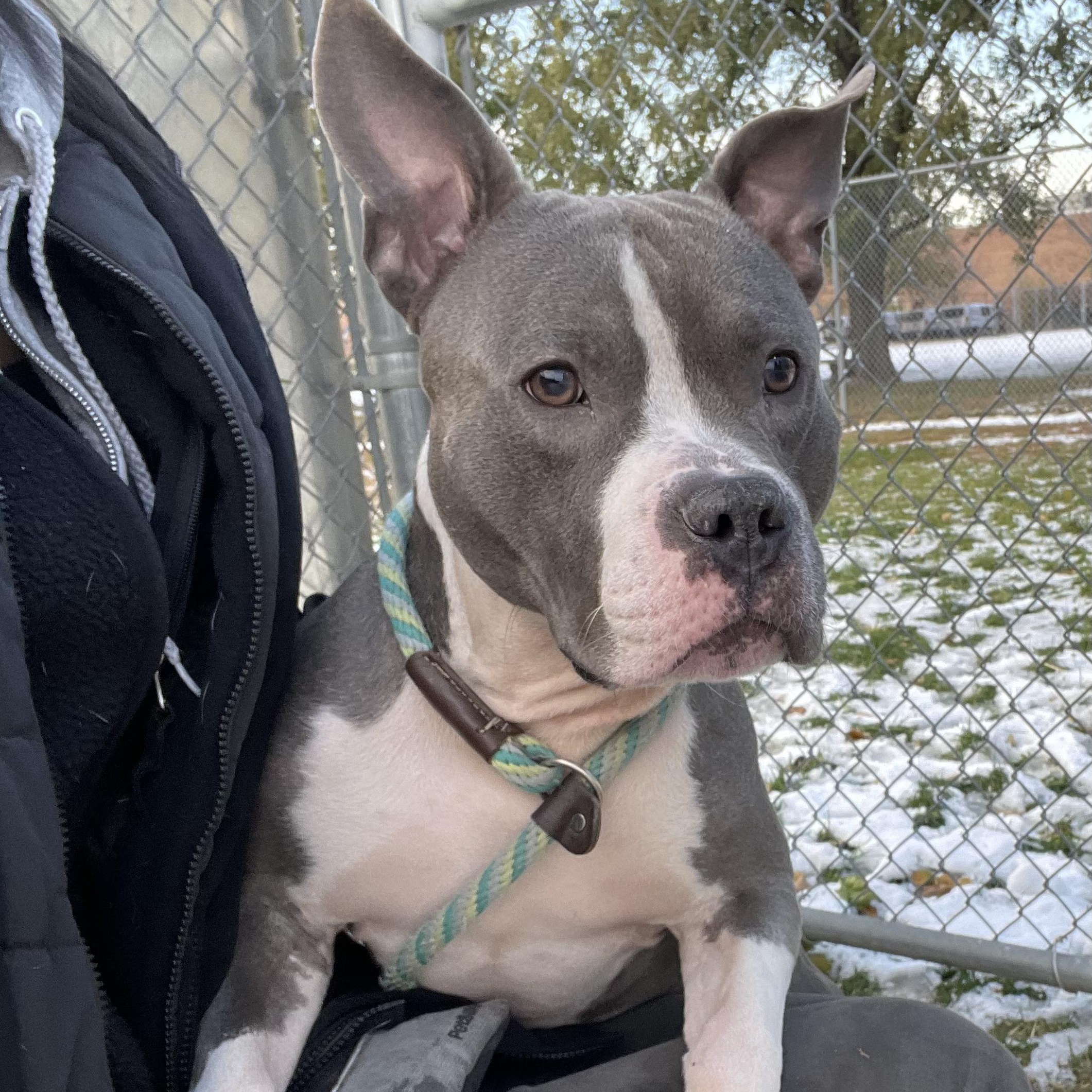 Gossett, a Adoptable mixed breed in Chicago, IL image 3/5