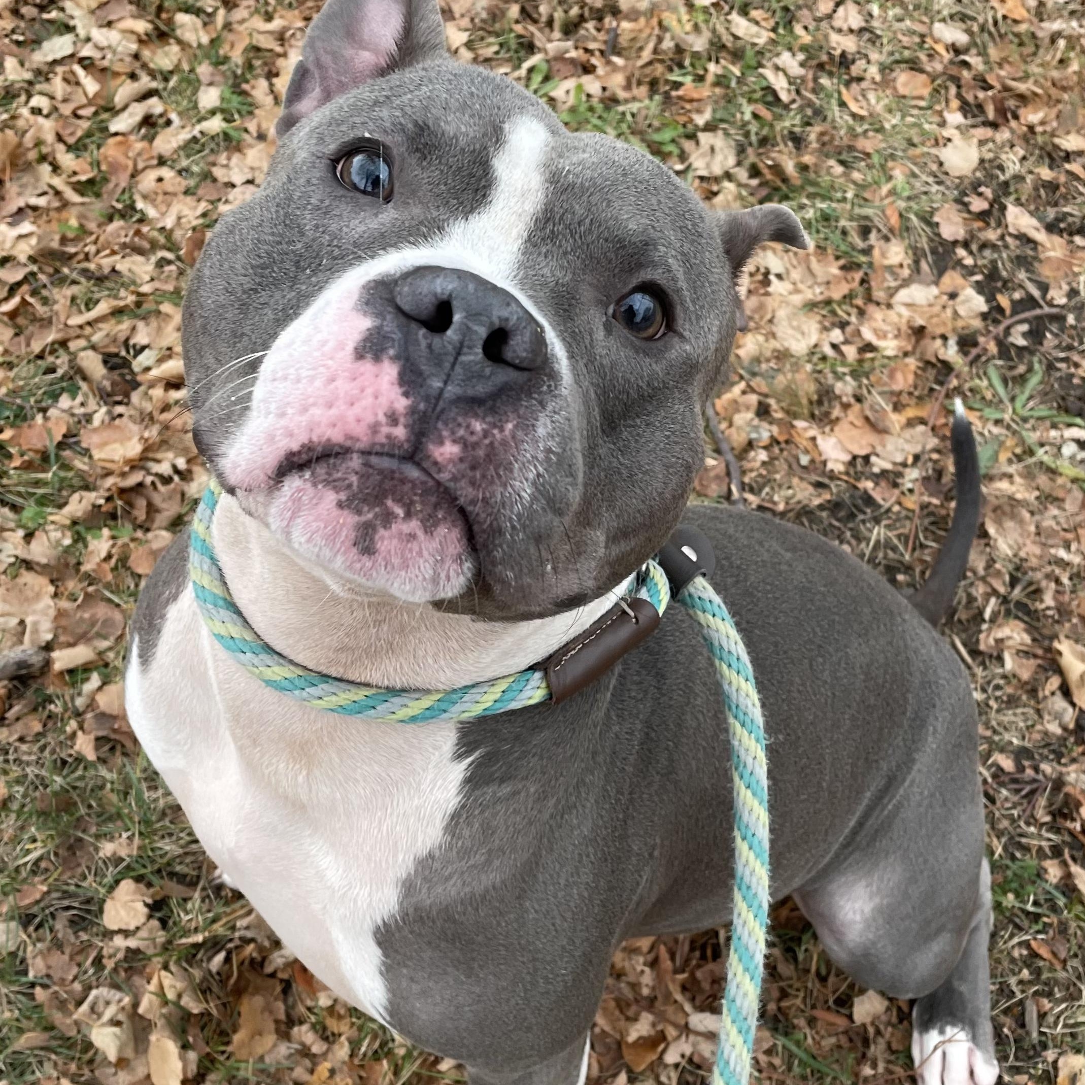 Gossett, a Adoptable mixed breed in Chicago, IL image 5/5