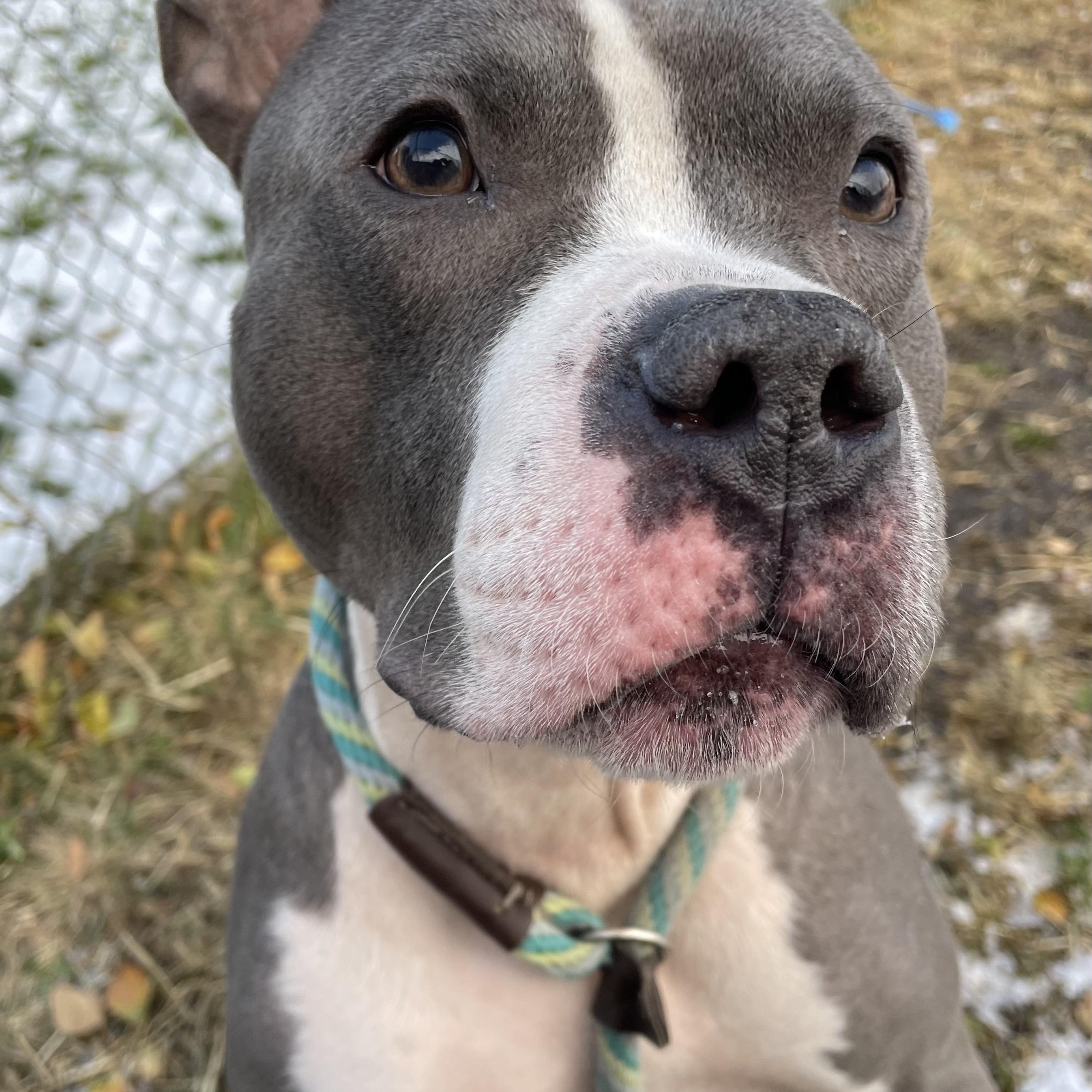 Gossett, a Adoptable mixed breed in Chicago, IL image 2/5