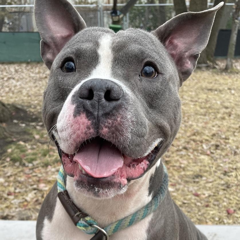 Gossett, a Adoptable mixed breed in Chicago, IL image 1/5