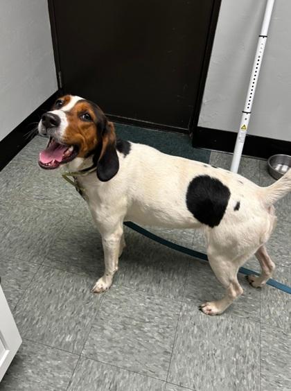 Enlarge Sage, a Adoptable mixed breed in Shawano, WI image 1/2