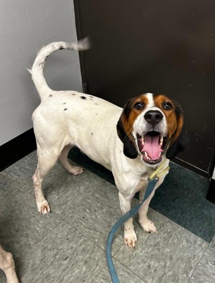 Enlarge Sage, a Adoptable mixed breed in Shawano, WI image 2/2