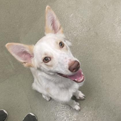 Sunny, Adoptable, Young Female Cattle Dog & Shepherd.