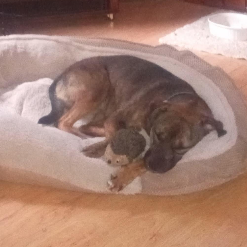 Enlarge DAISY, a Adoptable mixed breed in Waverly, TN image 1/5