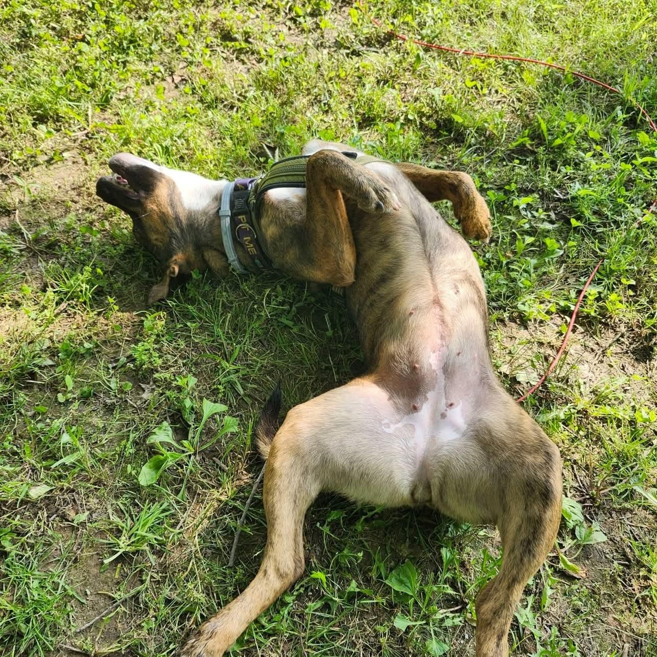 Enlarge DAISY, a Adoptable mixed breed in Waverly, TN image 3/5