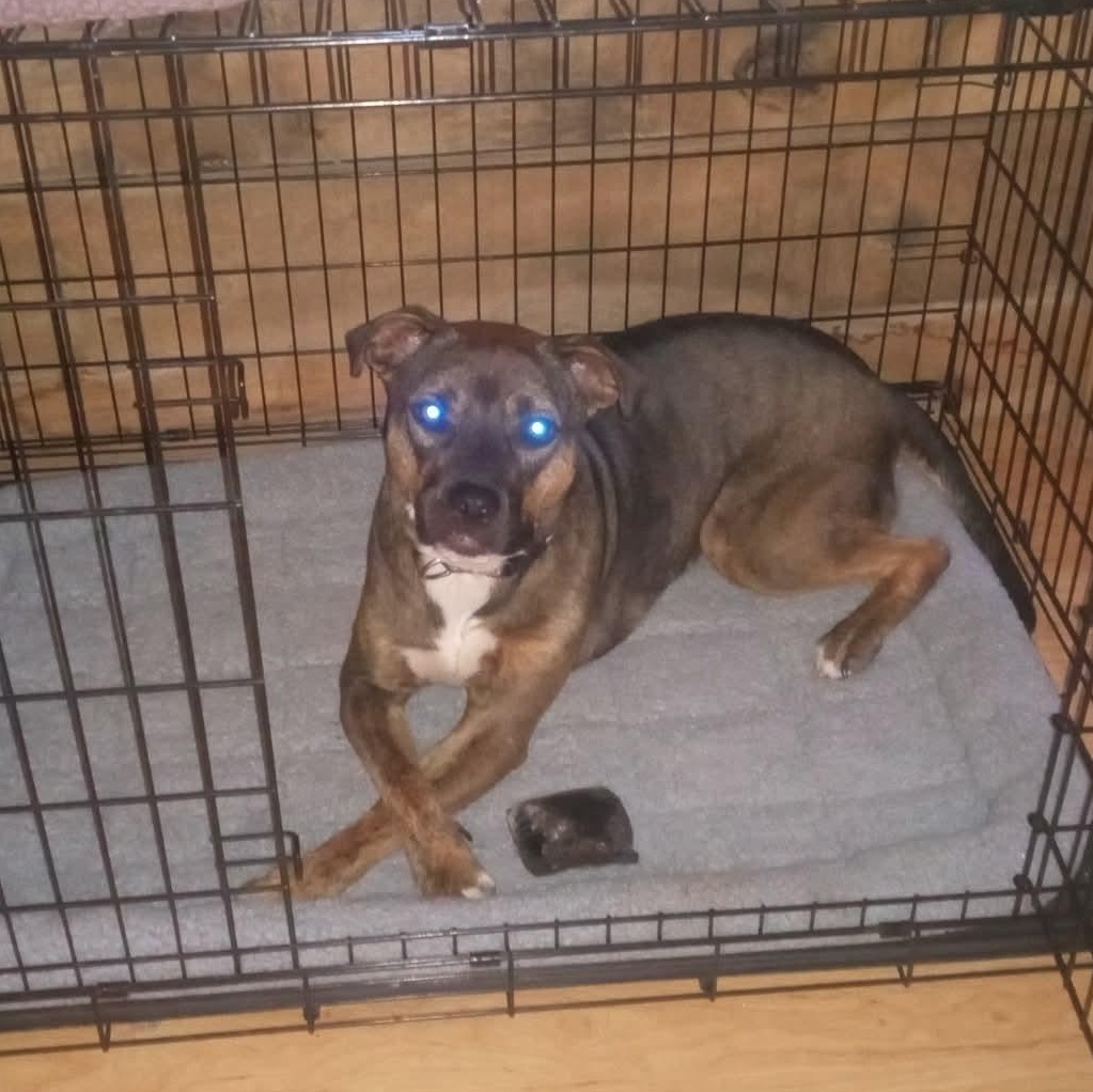 Enlarge DAISY, a Adoptable mixed breed in Waverly, TN image 4/5