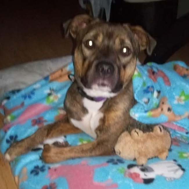 Enlarge DAISY, a Adoptable mixed breed in Waverly, TN image 5/5