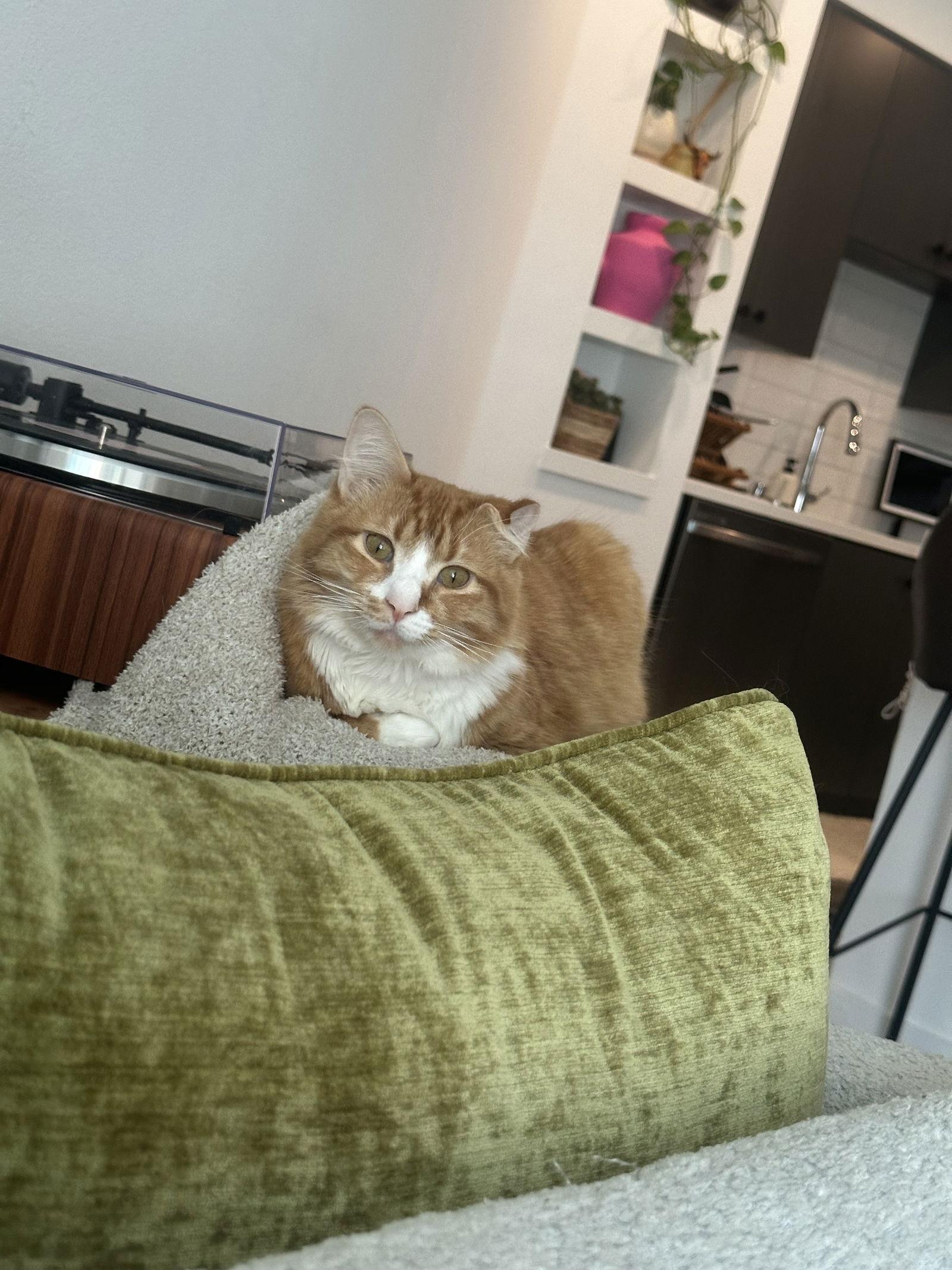 Mango — thumbnail 2