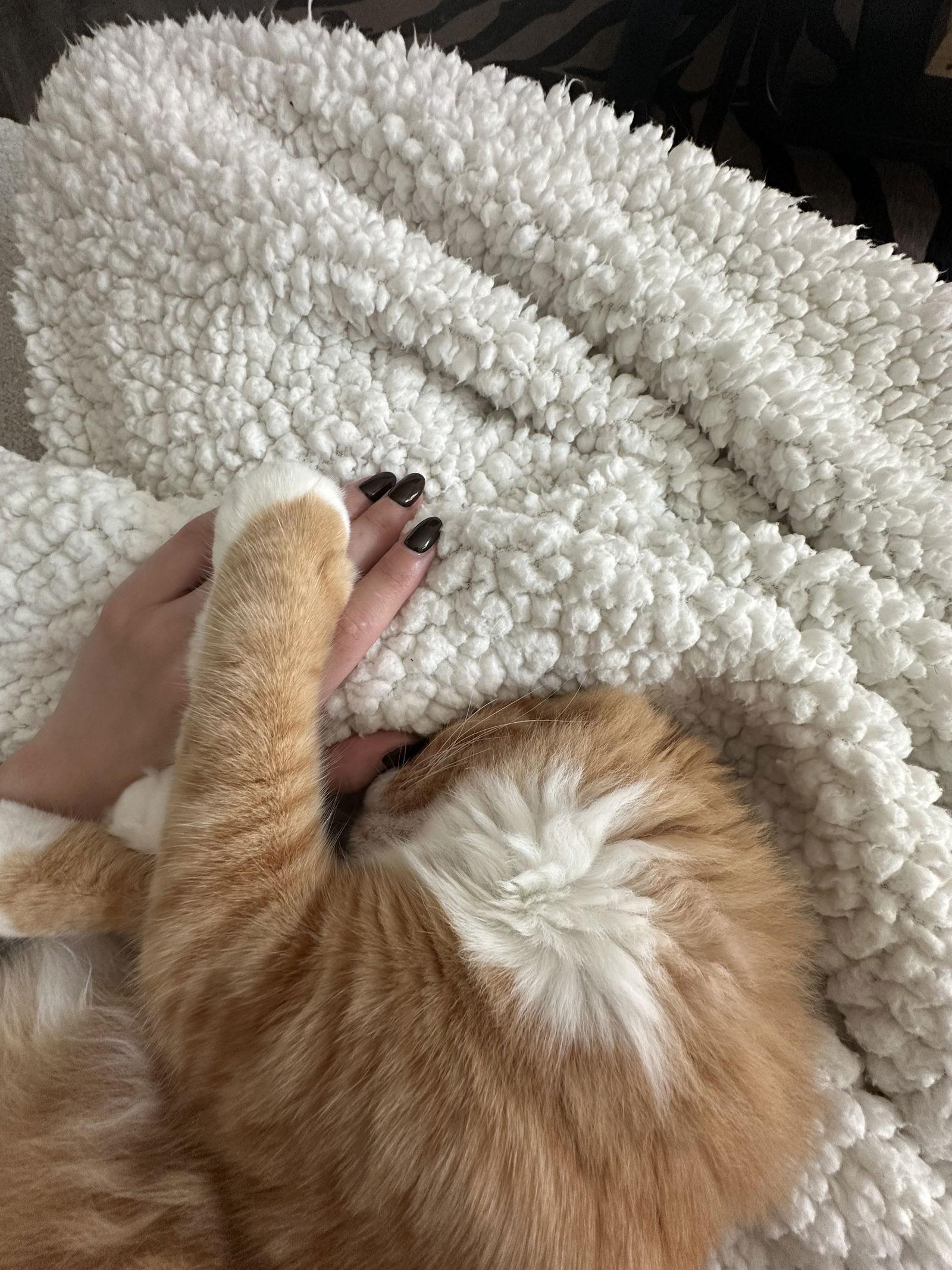 Enlarge Aslan, a Adoptable Maine Coon in Riverside, CA image 3/3