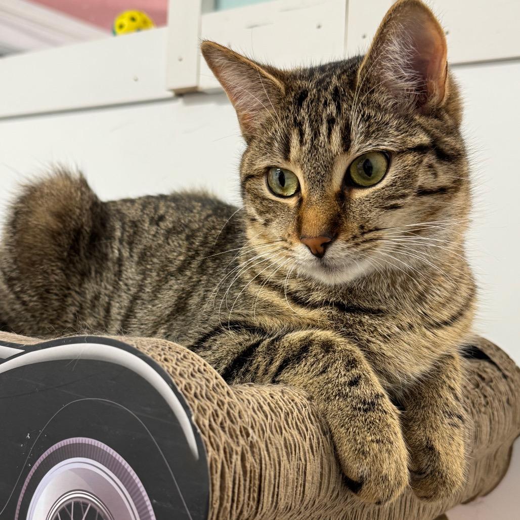 Linden ARC2025-413, Adoptable, Young Female Domestic Short Hair.