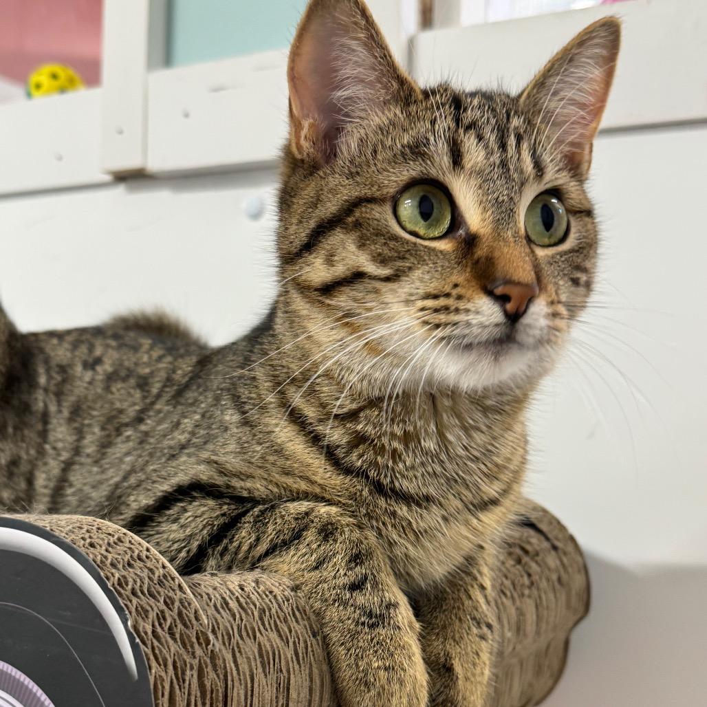 Linden ARC2025-413, a Adoptable Domestic Short Hair in Akron, NY image 2/3